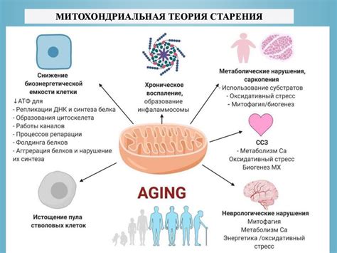 Влияние различных факторов на процесс старения: что мы можем контролировать