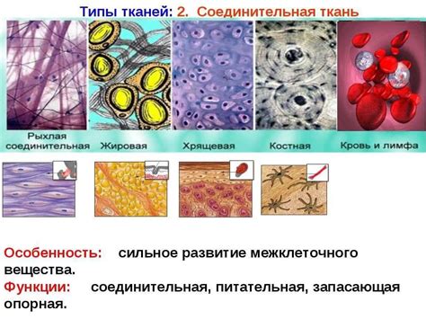 Влияние расположения клеток на оптимальное функционирование тканей