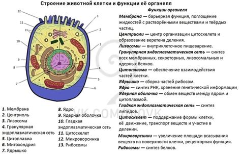 Влияние расположения целлулозы на функции и свойства клетки