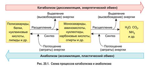 Влияние рациона на уровень энергии и баланс в организме