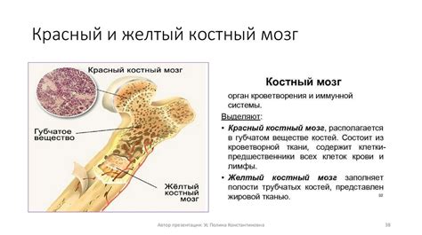 Влияние сдачи костного мозга на организм: возможные последствия