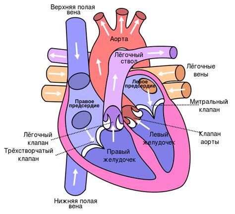 Влияние сердца на перемещение крови по венозной системе: роль систолы и артериального давления