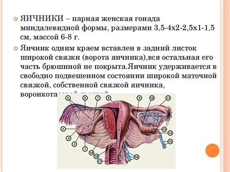 Влияние сифилиса на состояние выделений из органов женской половой системы