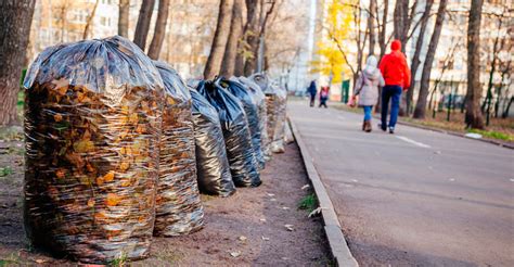 Влияние скопления опавших листьев на состояние газонов