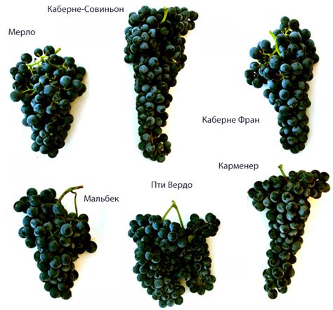 Влияние сорта винограда на качество напитка: подбор и тайны сортов