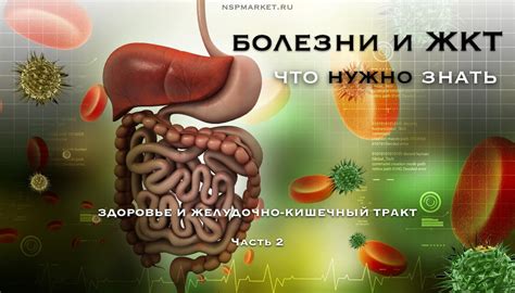 Влияние состояния желудочно-кишечного тракта на организм человека