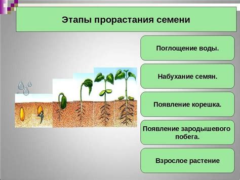 Влияние специальной подготовки на процессы прорастания и развития семян астры