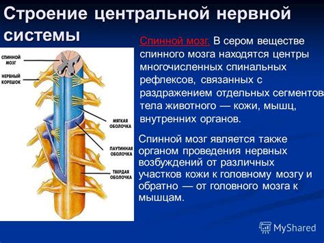 Влияние спинальных мышц на функциональность дыхательной системы