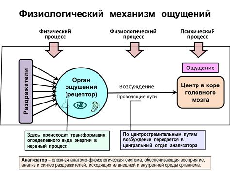 Влияние стабильных и изменчивых свойств на наше восприятие окружающего мира