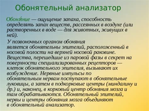 Влияние стимуляторов на обонятельные рецепторы и неприятный запах из полости рта