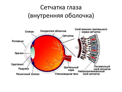 Влияние стресса на сосуды глазного яблока