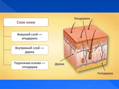 Влияние структуры золотых колец на состояние кожи