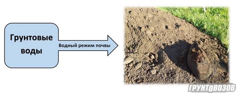 Влияние сфагнума на водный режим и качество почвы