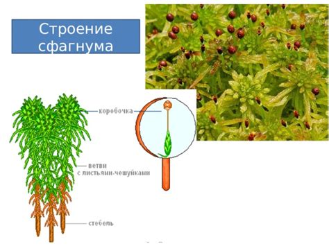 Влияние сфагнума на растения: от природы к саду