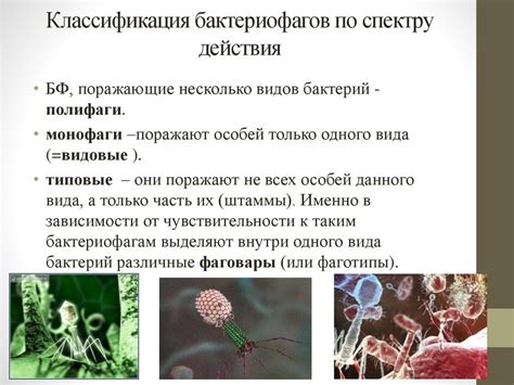 Влияние температурного режима на микроорганизмы в молоке
