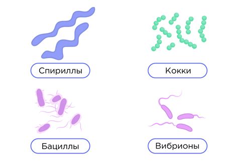 Влияние температурных факторов на способность бактериофагов атаковать определенные виды бактерий