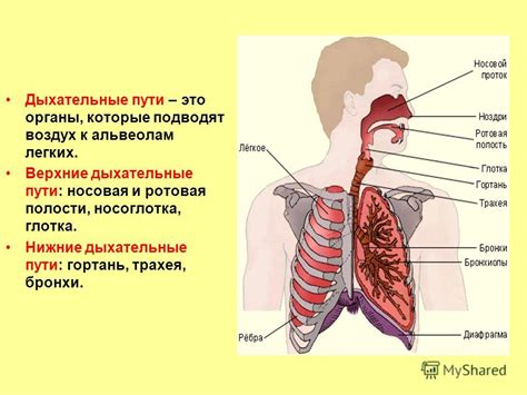 Влияние тепла на дыхательные пути и носоглотку