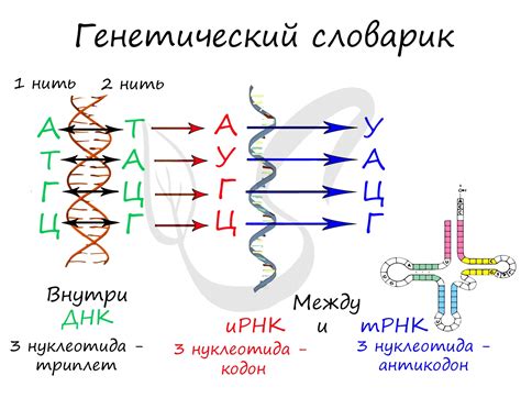 Влияние урацила на процесс перевода информации из РНК в последовательность белков