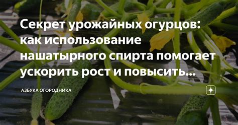 Влияние условий выращивания на урожайность и качество пчелоопыляемых огурцов