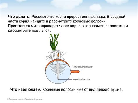 Влияние условий окружающей среды на распределение корневых волосков по различным областям растений