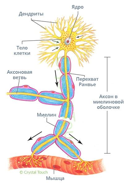 Влияние условий окружения на функционирование эфферентного двигательного нейрона