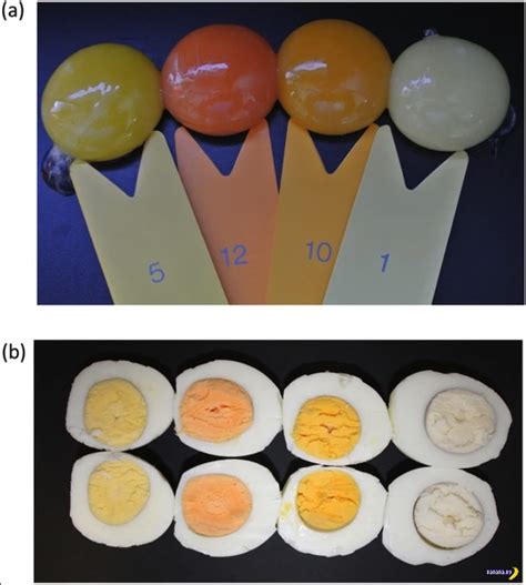 Влияние условий содержания на окраску желтка куриных яиц
