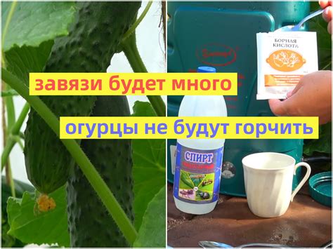 Влияние условий хранения на возникновение несвежего вкуса огурцов