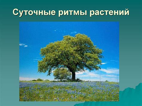 Влияние учебной обстановки на рост и развитие деревьев