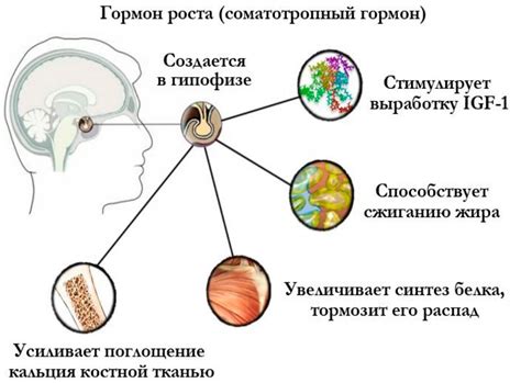 Влияние факторов роста и гормонов на изменение объема клеток