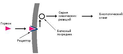 Влияние физико-химических параметров на растворимость глобулярных белков