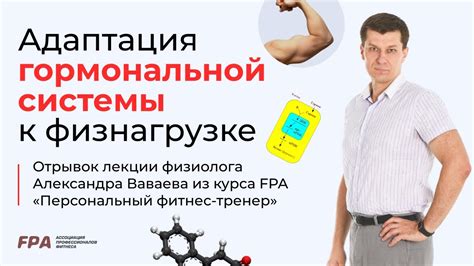 Влияние физической активности на функционирование гормональной системы