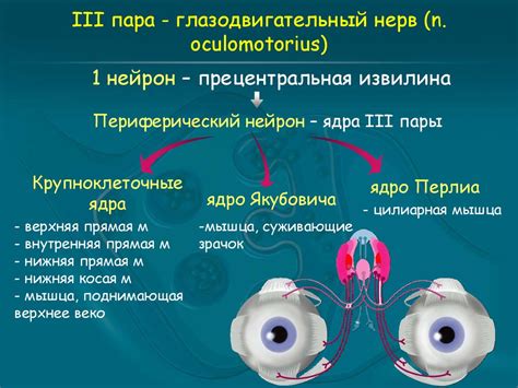 Влияние функции побочных ядер глазодвигательного нерва на согласованность движения глаз 