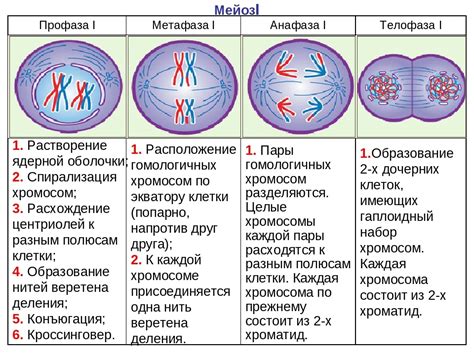 Влияние хромосом на метаболические процессы и функции органов