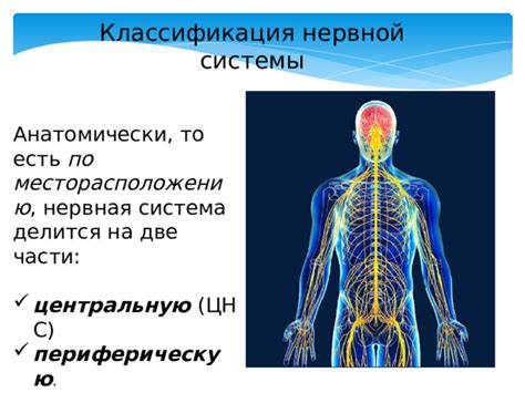 Влияние шейного сегмента позвоночника на функционирование нервной системы