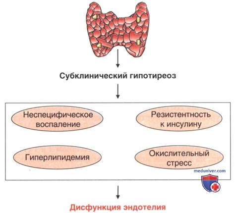 Влияние щитовидной железы на метаболические процессы организма