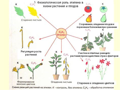 Влияние эпина на физиологические процессы растений