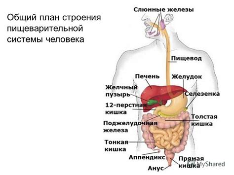 Влияющие факторы на поглощение органических веществ органами пищеварительной системы