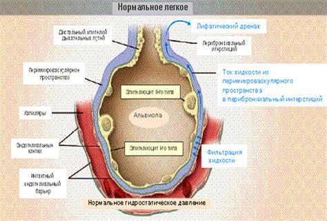 Внешние проявления отека легких