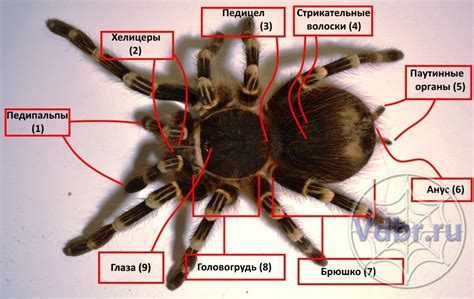 Внешний вид и уникальные черты паука-вдовы в Российской фауне