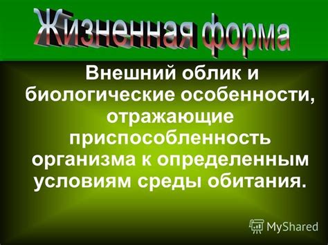 Внешний облик и особенности