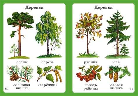 Внешний облик и особенности структуры лесного дерева