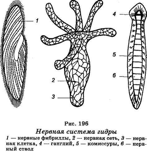 Внешний слой мускульных клеток в теле гидры