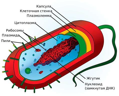 Внутреннее устройство бактериальной клетки: разнообразие структур и органелл