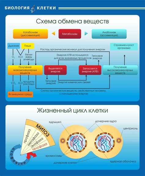 Вода как важный фактор обмена веществ внутри клетки