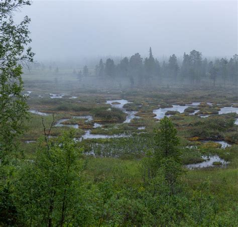 Водные водоемы, покрытые густыми лесами, и живописные болота: природные богатства заповедника