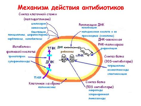 Воздействие антибиотиков на гормональный равновесие: механизмы действия