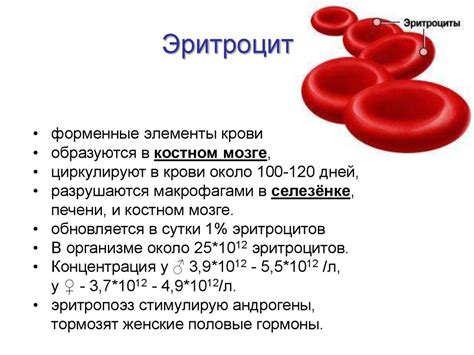 Воздействие антибиотиков на состав крови: изменения в числе эритроцитов и тромбоцитов