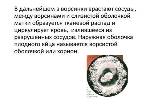 Воздействие внешних факторов на развитие плода: важность окружающей среды