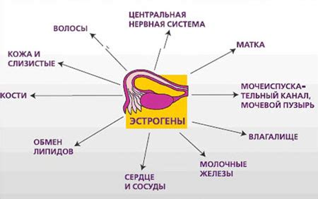 Воздействие гормона эстроген на организм и здоровье