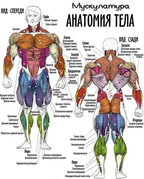 Воздействие двукратных тренировок на мышцы верхней части тела